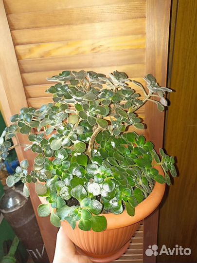 Аихризон дерево любви