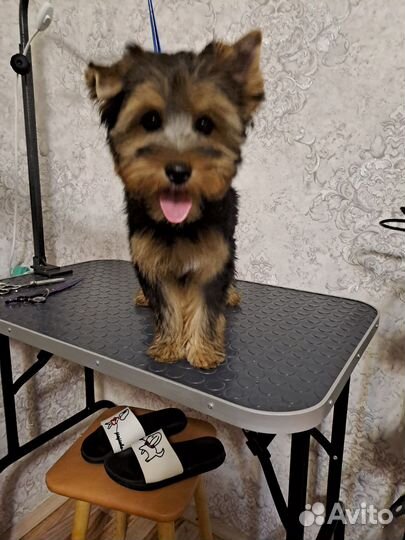 Йоркширский терьер девочка