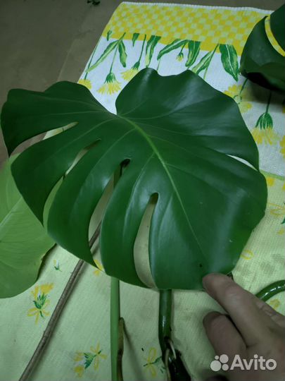 Монстера черенок