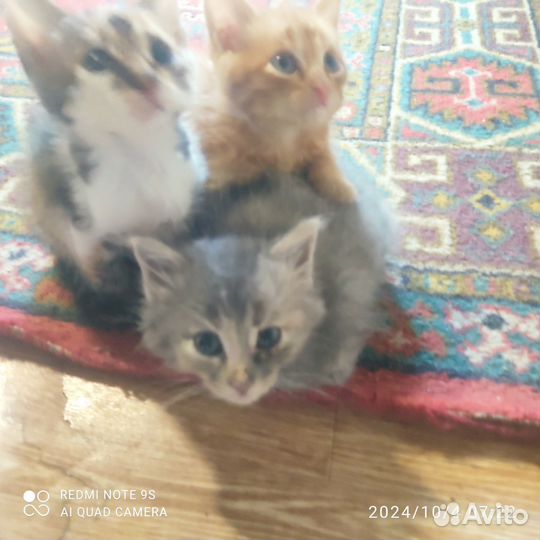 Отдам в добрые руки