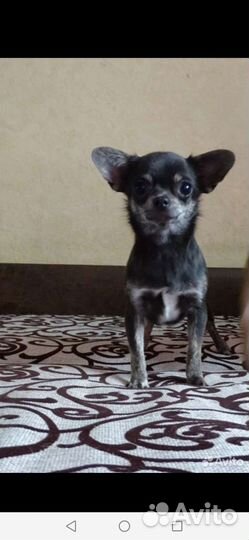 Чихуахуа девочка