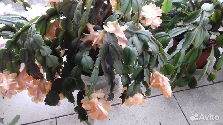 Цветок Шлюмбергера (Декабрист)