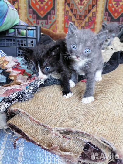 Кошки бесплатно