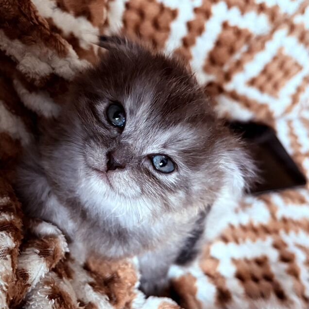 Шотландский вислоухий длинношёрстный котёнок