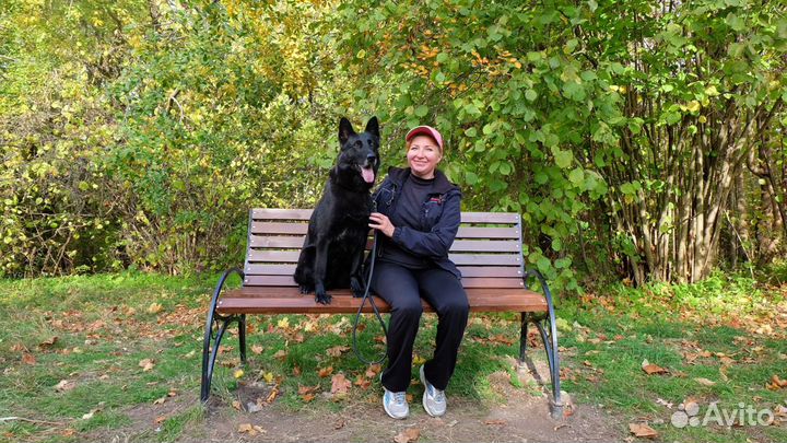 Дрессировка собак. Кинолог