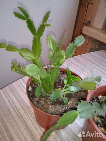 Декабрист(зигокактус)