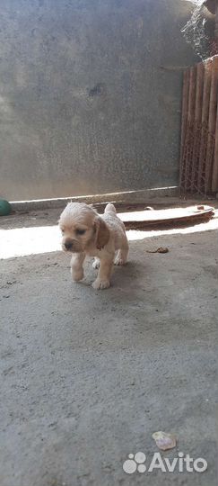 Кокер спаниель