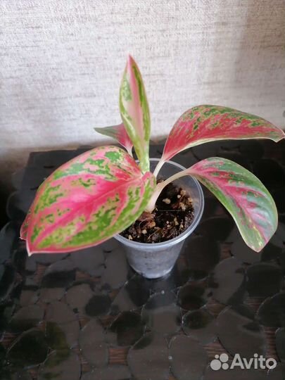 Аглаонема пинк долматин, пинкат