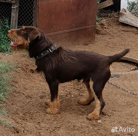 Щенки ягдтерьера