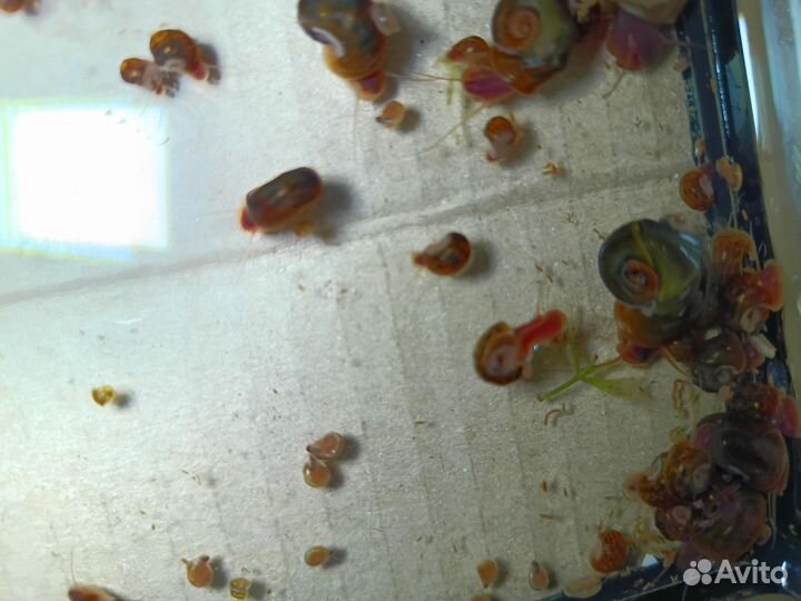 Улитка катушка