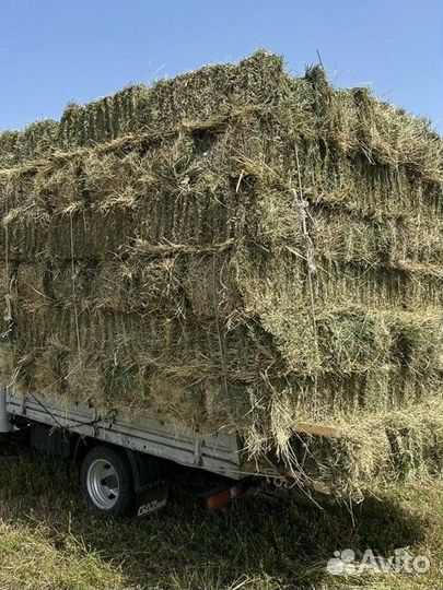 Продам сено в тюках