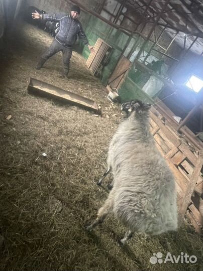 Овцы бараны