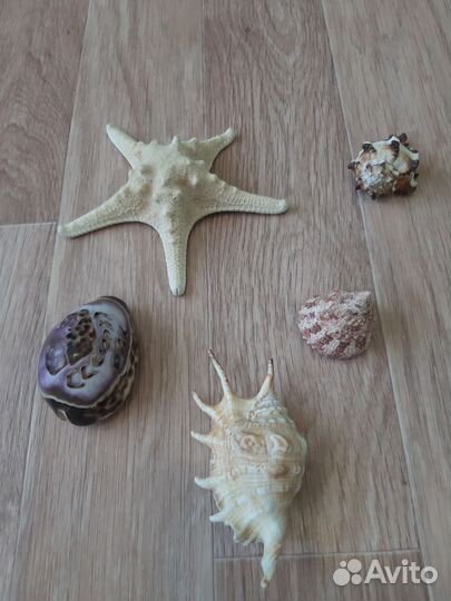 Морские ракушки