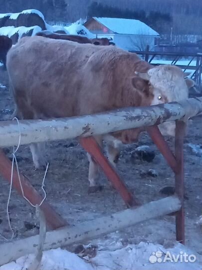 Быки сементалы