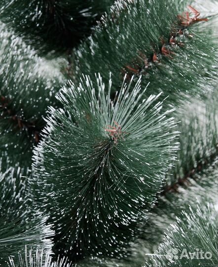 Сосна с шишками