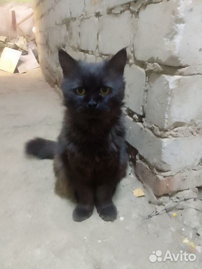 Котик с ангельским характером