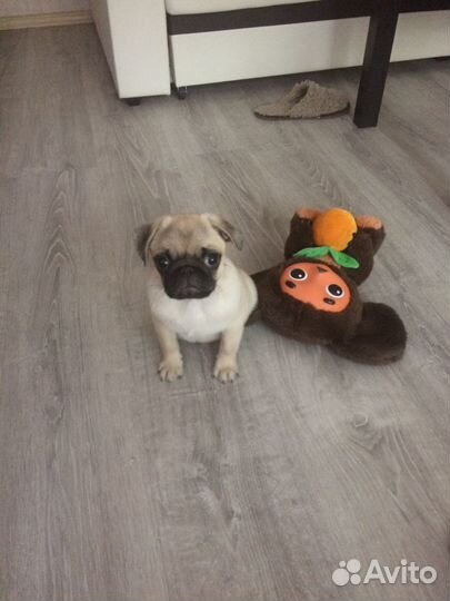 Вязка мопс (нужна девочка)