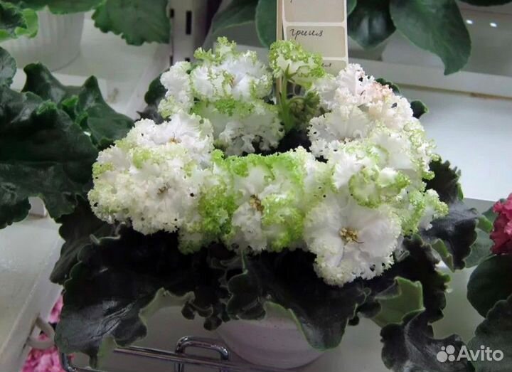 Сортовая фиалка 