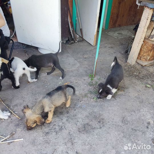 Отдам в добрые руки