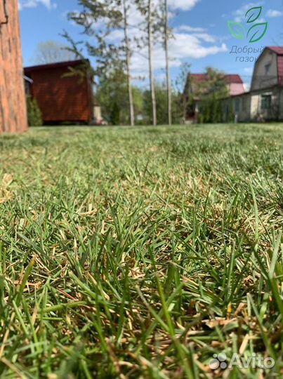 Рулонный газон от производителя