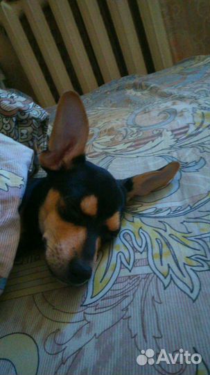 Той-терьер для вязки