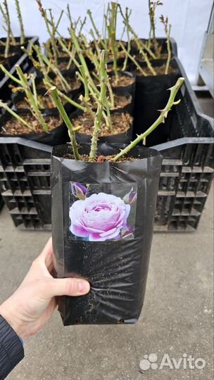 Растения в ассортименте (саженцы/цветы)