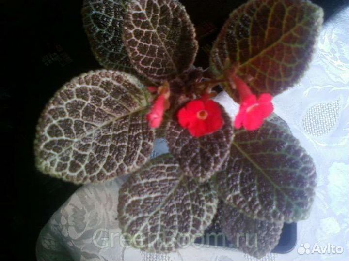 Эписция Tiger Stripe