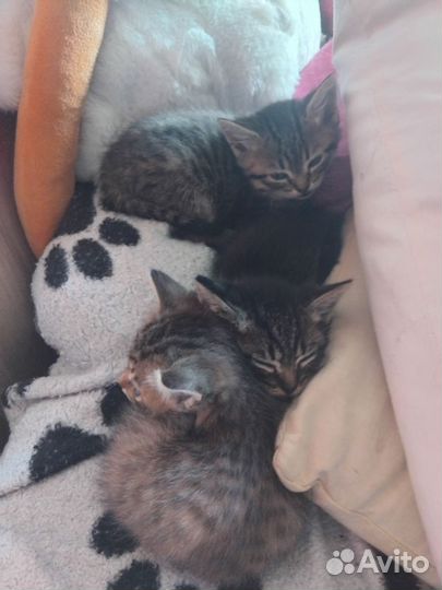 Подарю котят