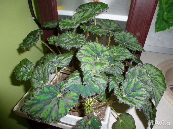 Комнатные цветы