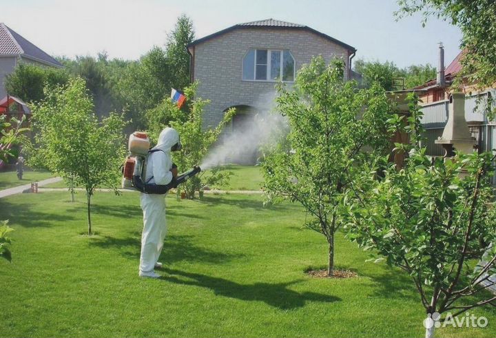 Уничтожение клопов тараканов грызунов