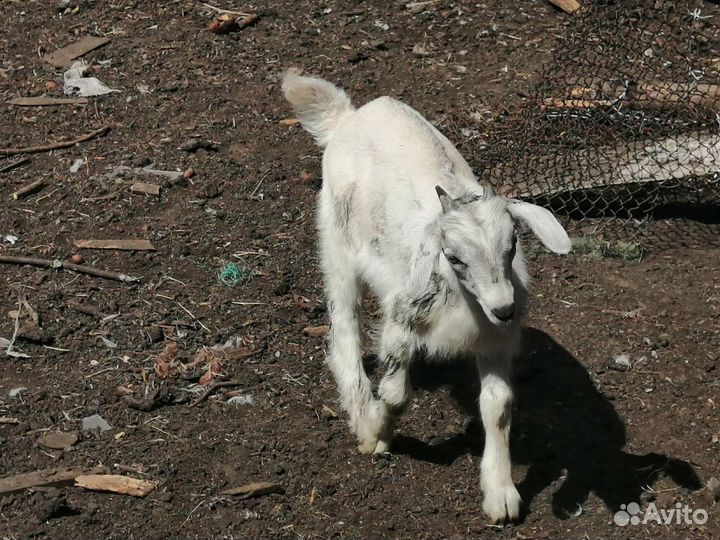 Козленок