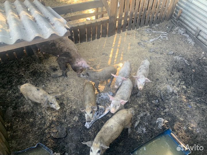 Продаю свиней