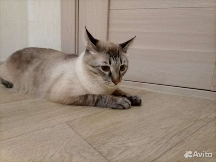 Невский маскарадный кот