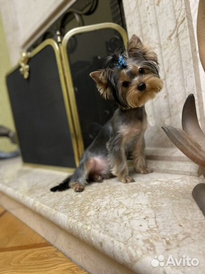 Груминг/ стрижка собак мелких пород