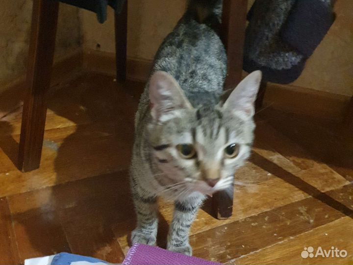 Кошка в дар бесплатно