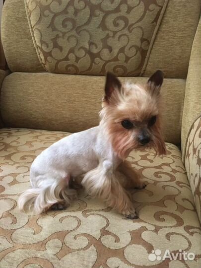 Стрижка собак и кошек