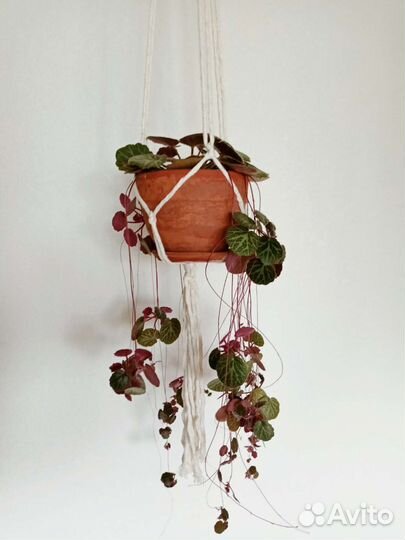 Камнеломка комнатная