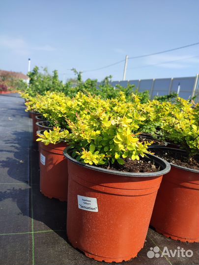 Барбарис Тунберга