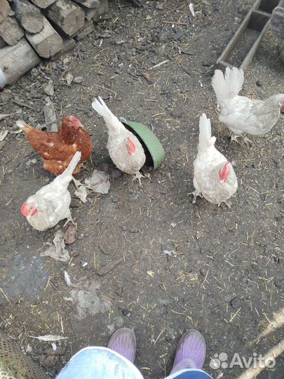Куры петухи