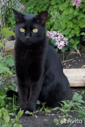 Черный котик в добрые руки, котику нужен дом