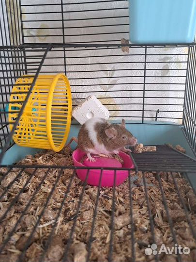 Декоративные мыши