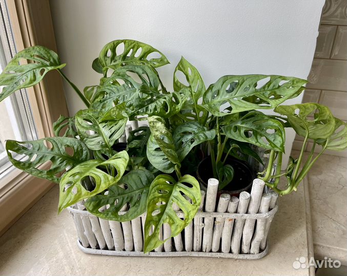 Монстера Манки