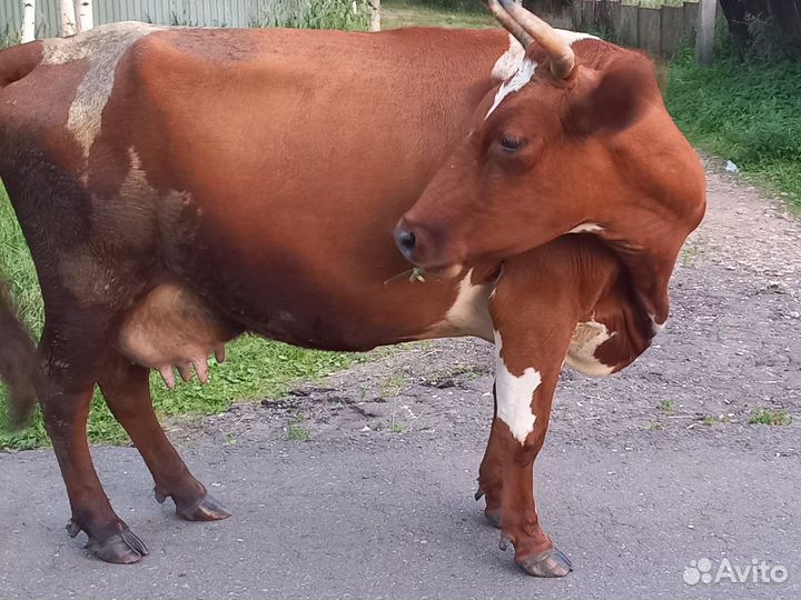 Корова дойная