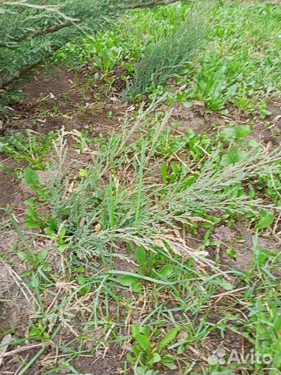 Можжевельник