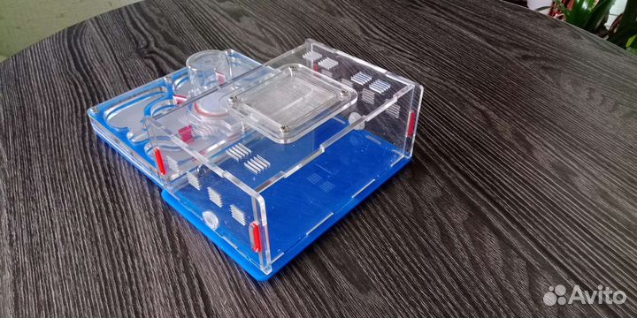 Формикарий - муравьиная ферма