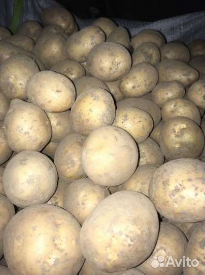 Семенной картофель гала
