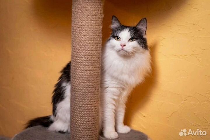 Миниатюрная красотка