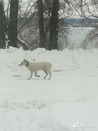 Собака в добрые руки