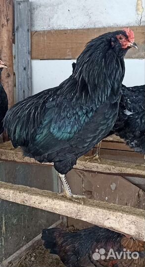Петухи араукана, возраст 7 месяцев