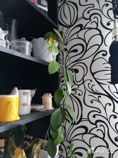 Толстянка, женское счастье отросток, суккуленты